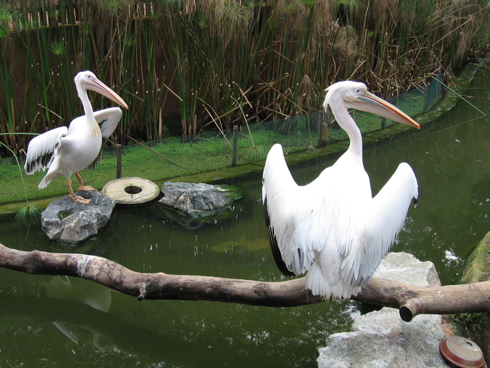 انواع طيور البجع White_Pelican,_Pelecanus_onocrotalus,_JBP,_Nov_06