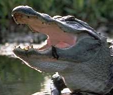 Alligator_with_open_mouth.jpg