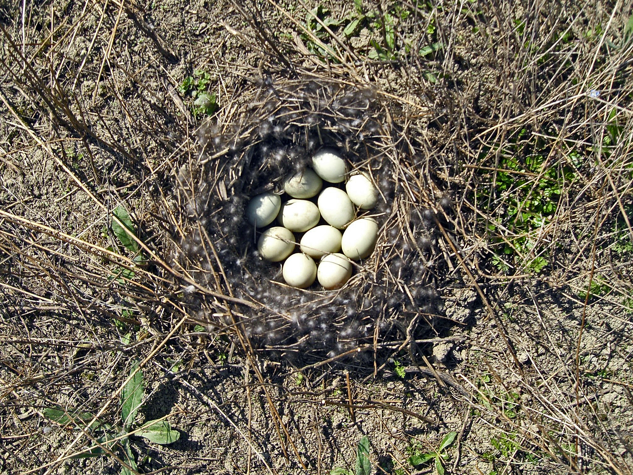 Mallard Nest