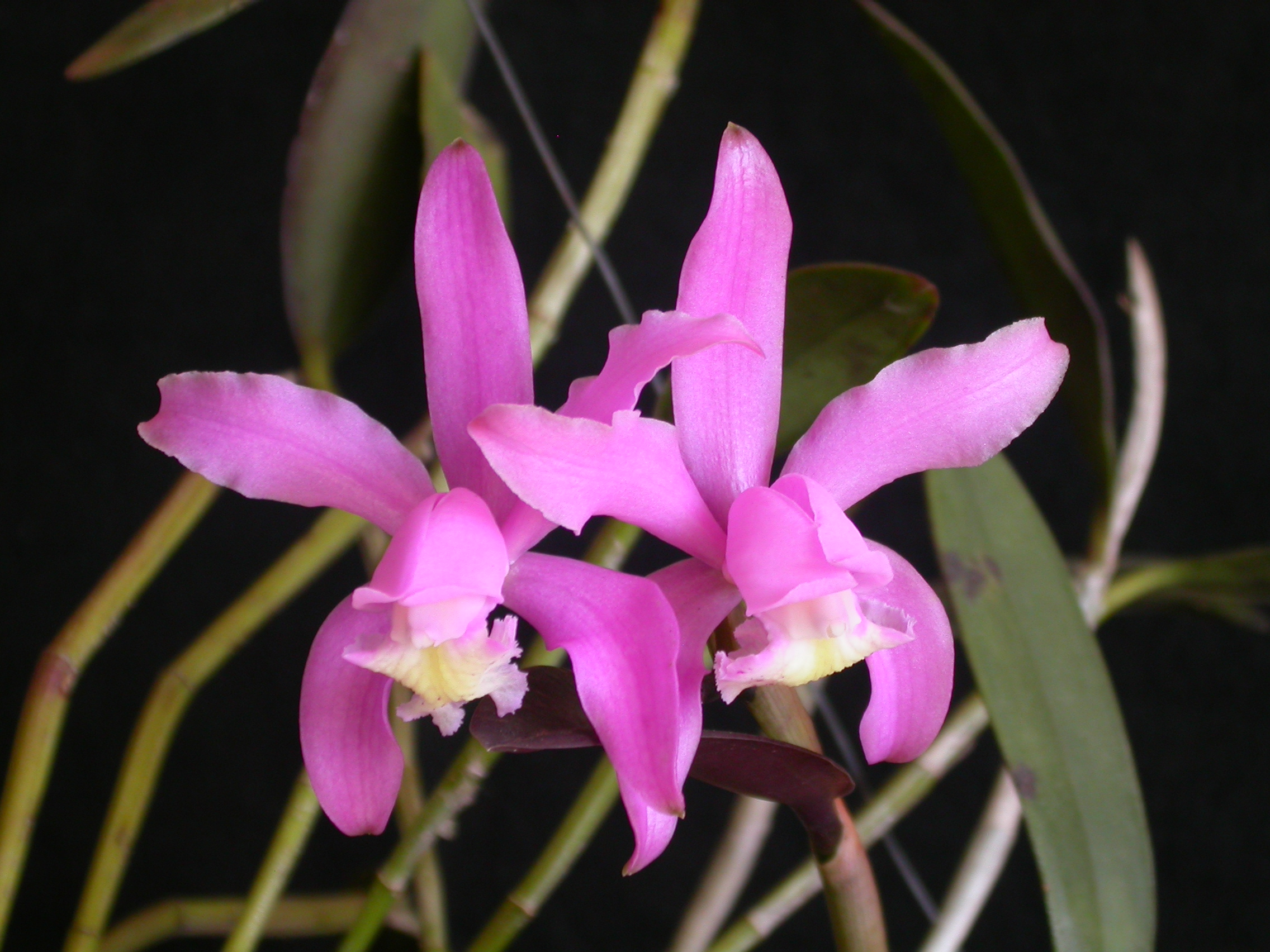 http://upload.wikimedia.org/wikipedia/commons/b/bb/Cattleya_kerrii.jpg