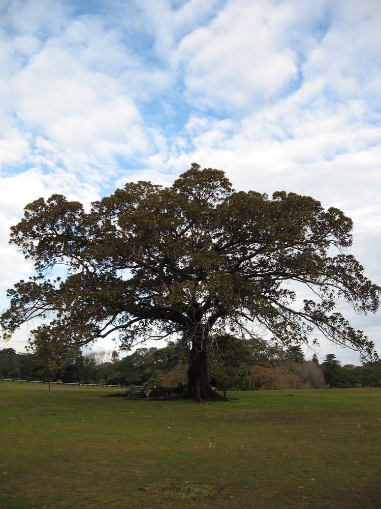 fig trees australia