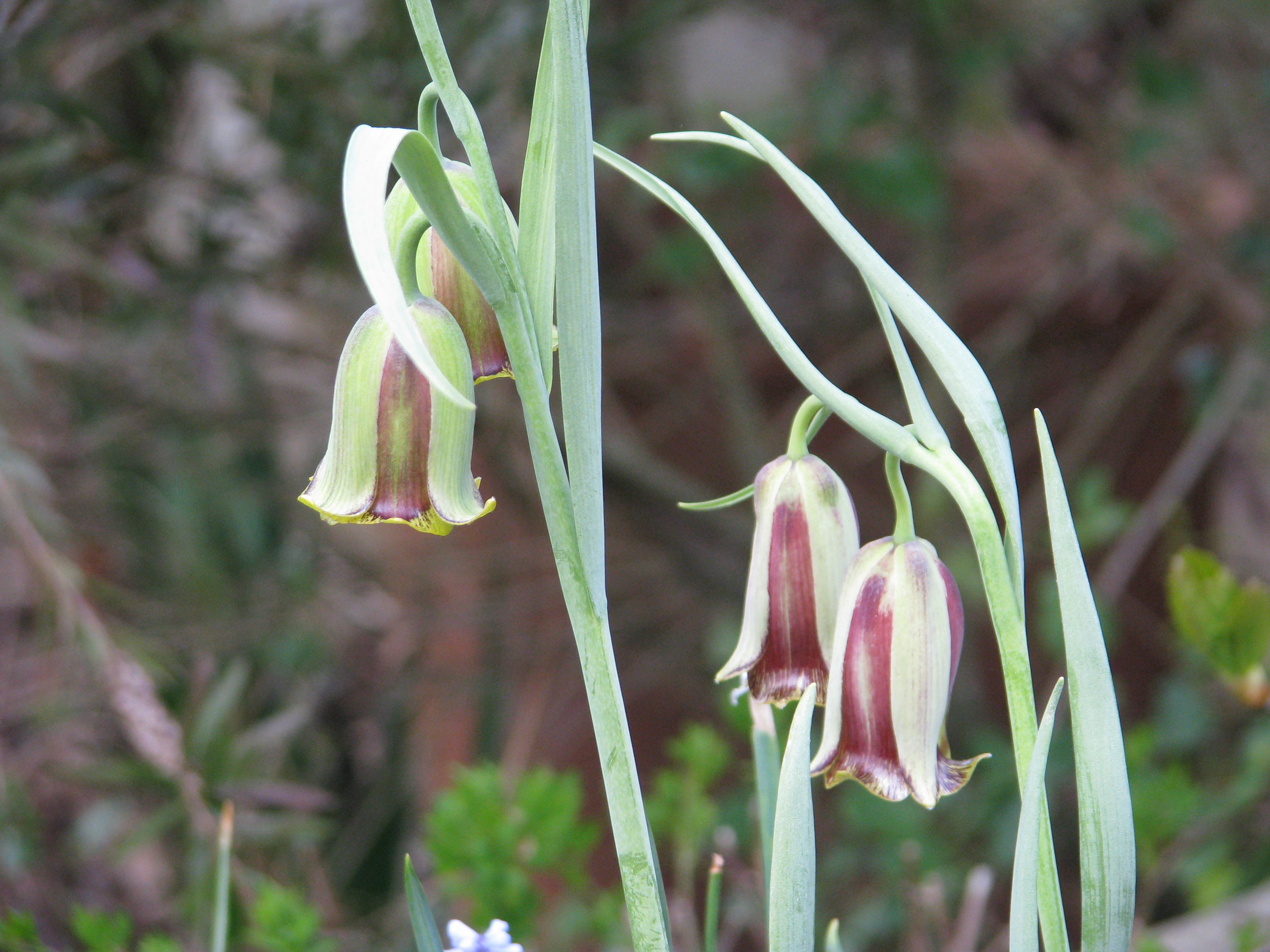 Fritillaria acmopetala - Flickr 003.jpg