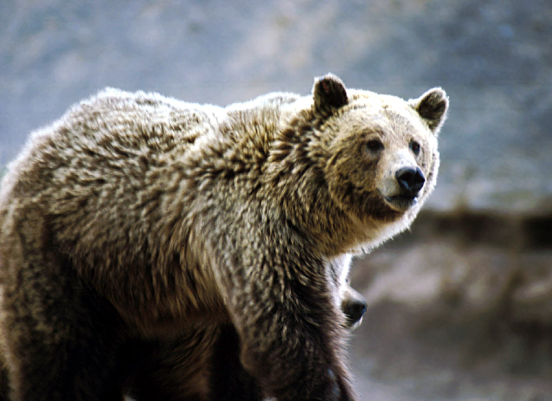 Fájl:Grizzly Baer im Yellowstone Nationalpark.jpg