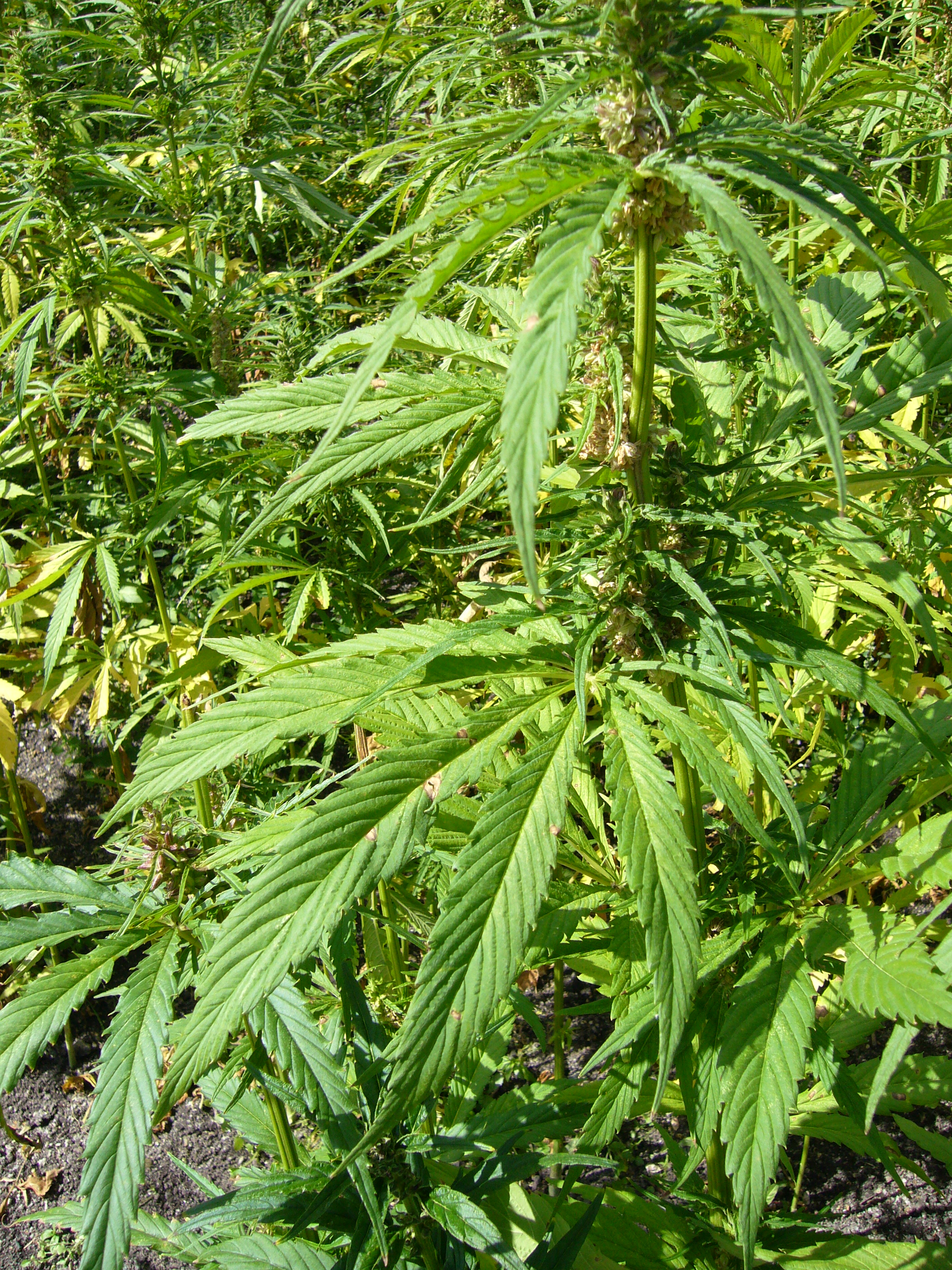 Hemp plants cannabis sativa single 3