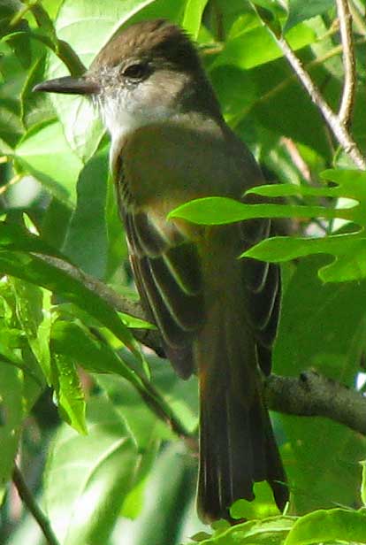 Pachyramphus major image