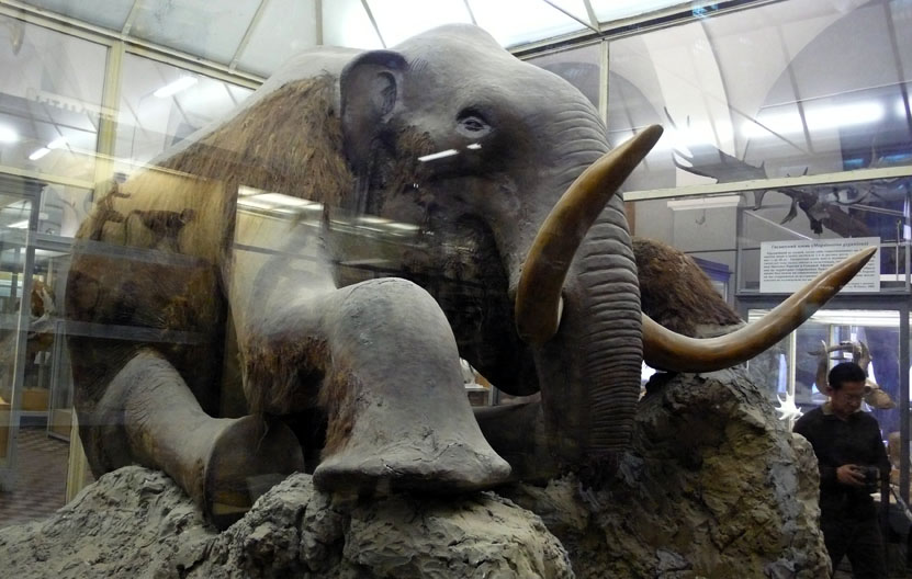 One-of-a-kind stuffed mammoth in The Museum of Zoology, St. Petersburg, found in the banks of the Berezovka River