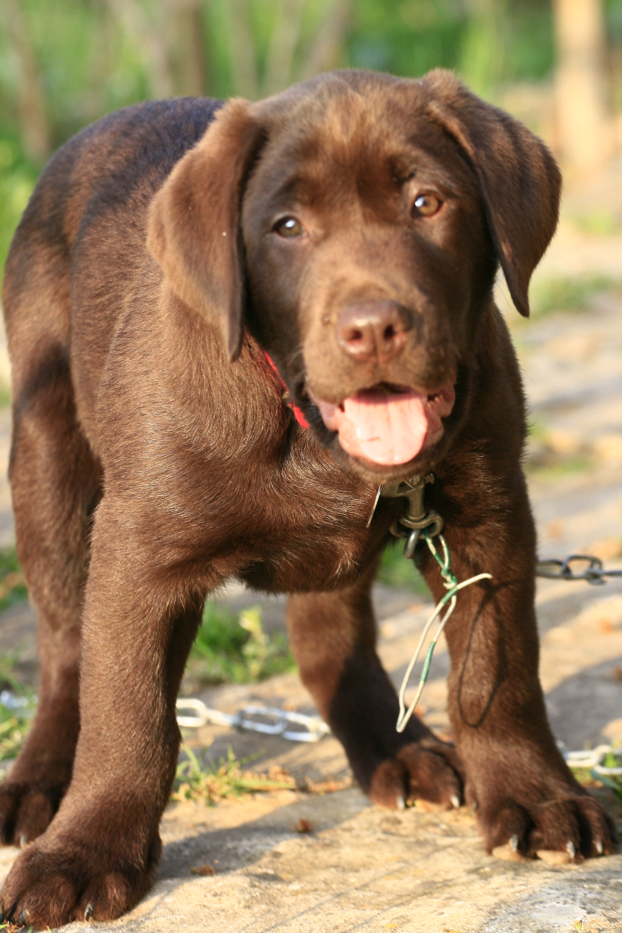 Fichier021 labrador retriever.JPG — Wikipédia