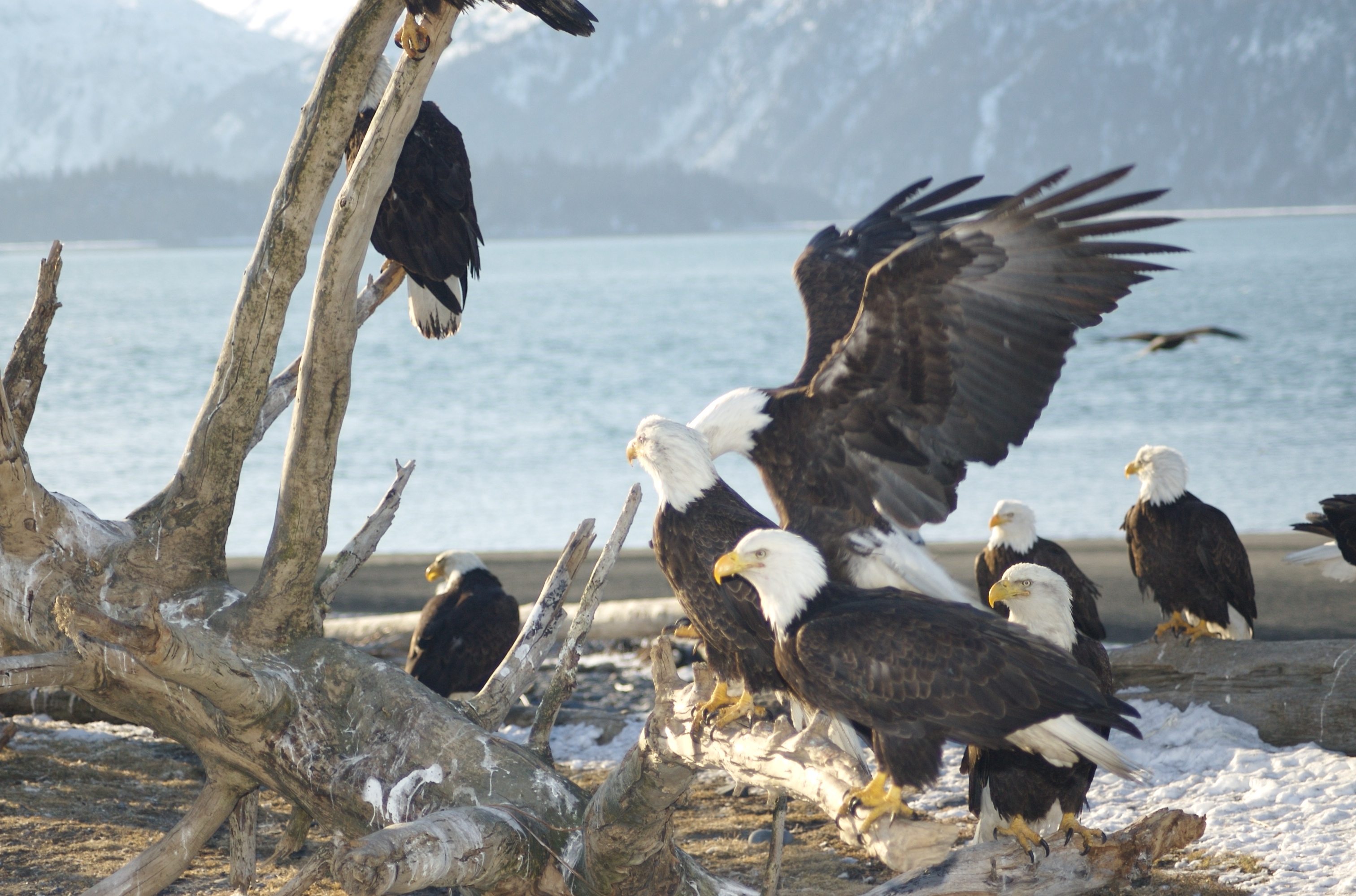 Bald_Eagles_Alaska.jpg