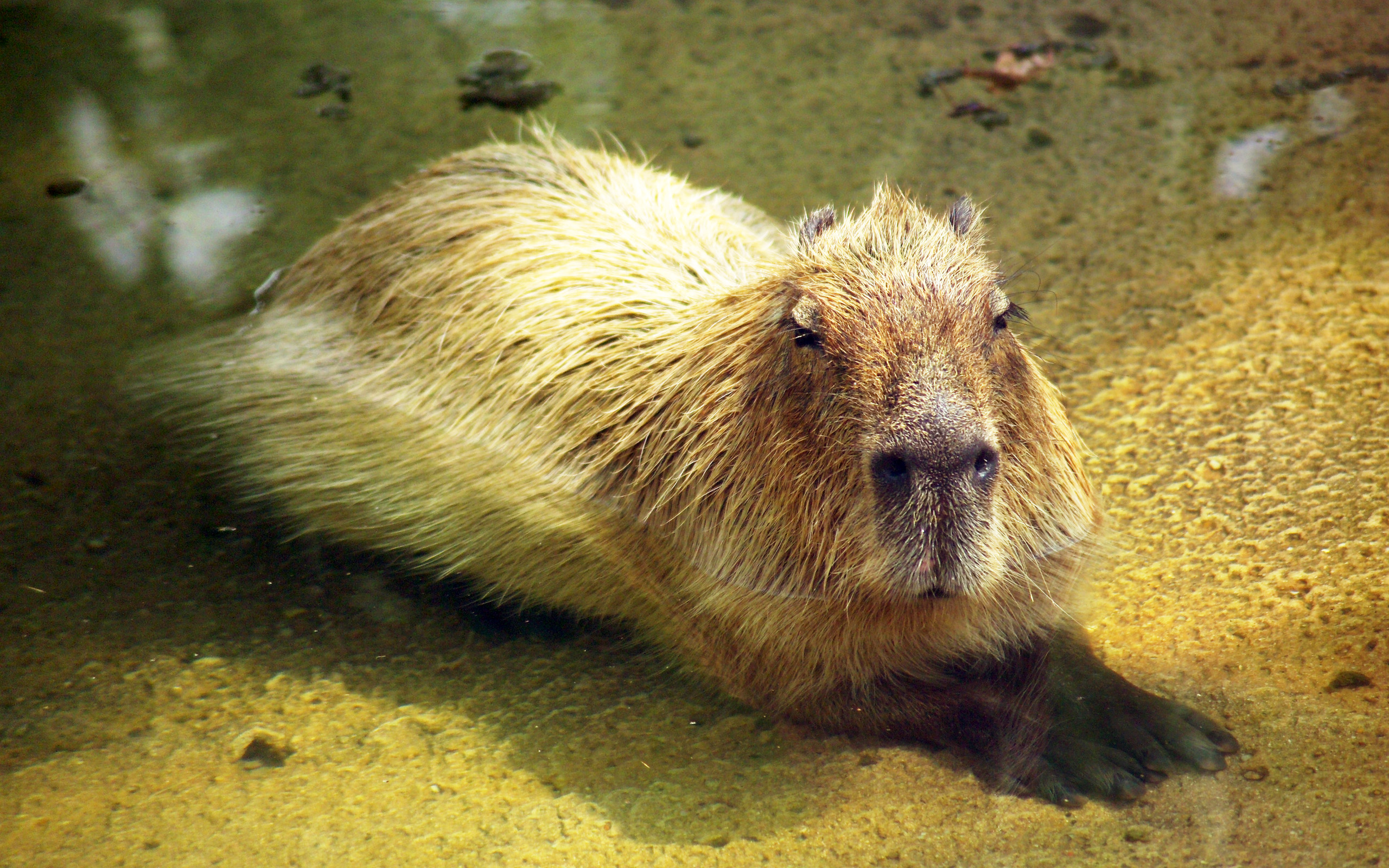 capybara pictures