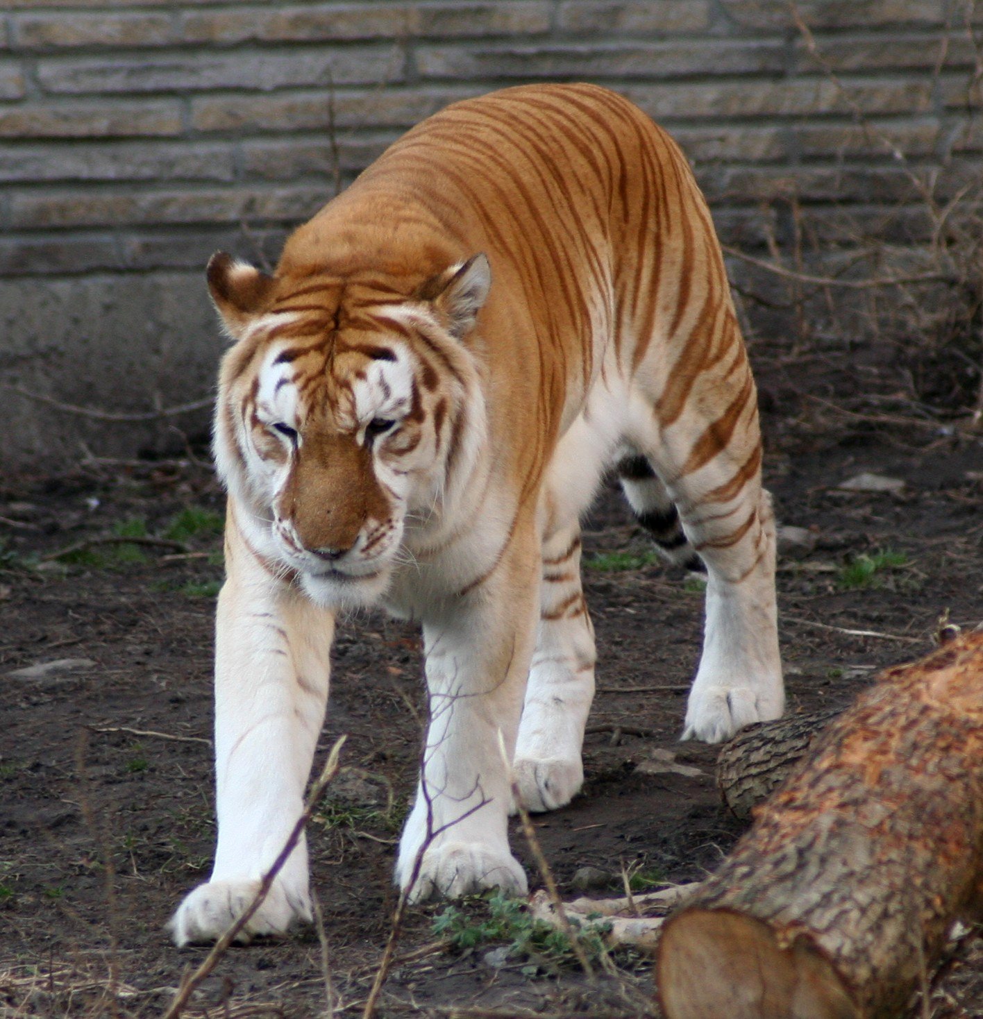 Tiger And Buffalo