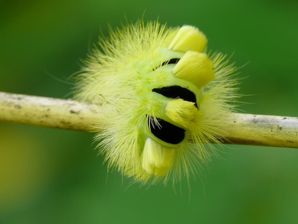 Tussock Caterpillar