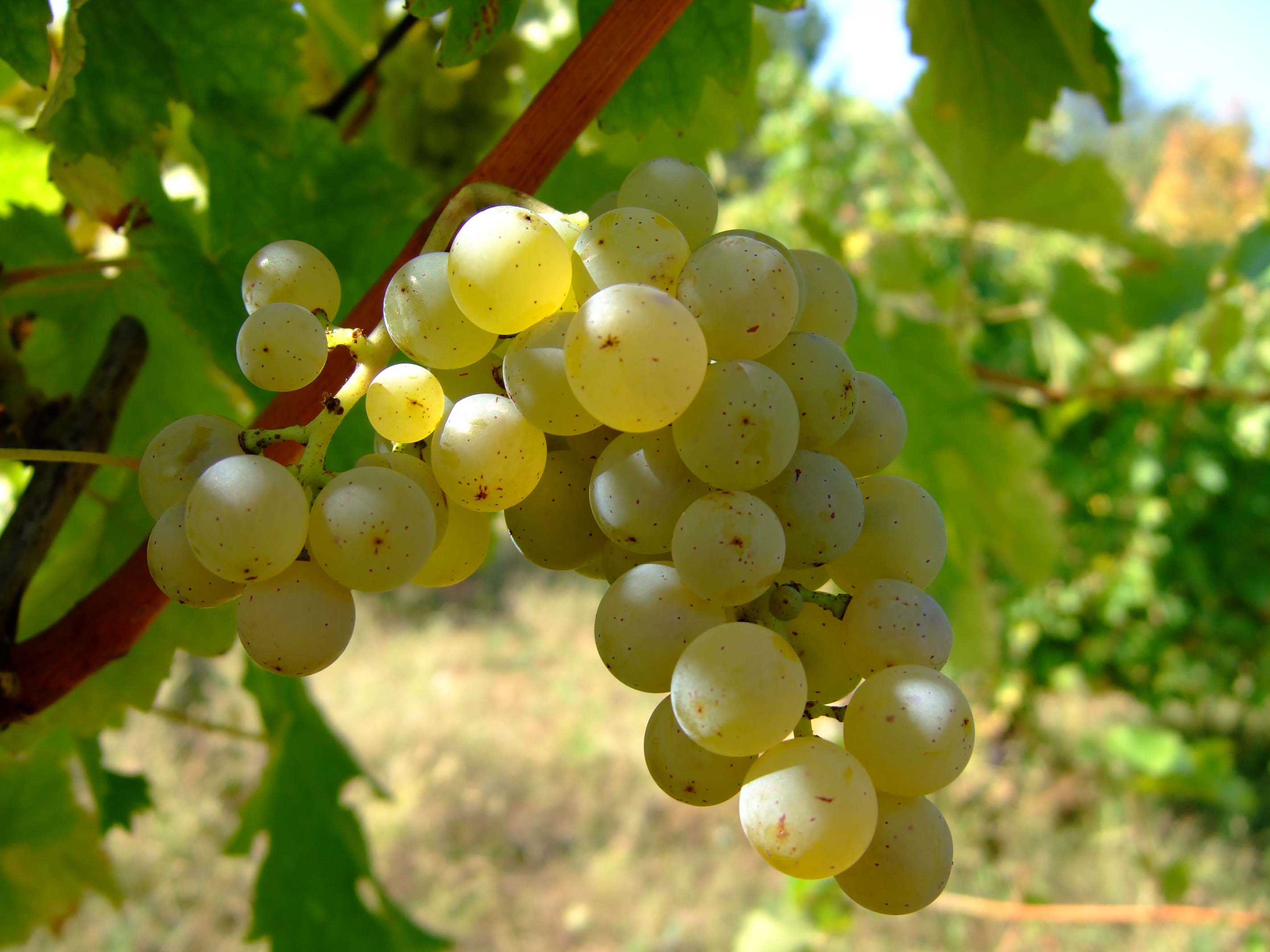 http://upload.wikimedia.org/wikipedia/commons/b/bc/Sauvignon_blanc_vlasotince_vineyards.jpg