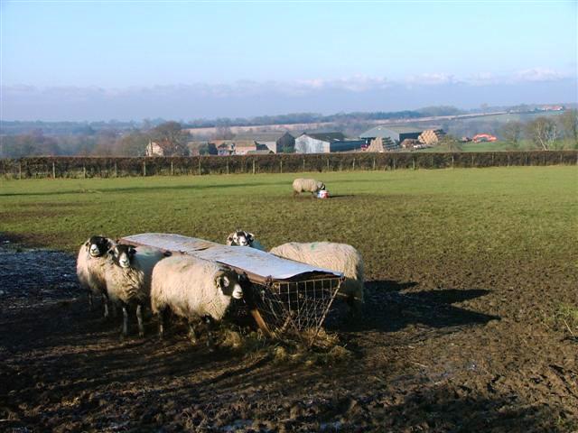 sheep trough