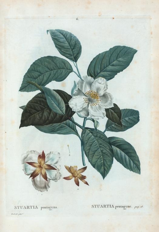 Stewartia image