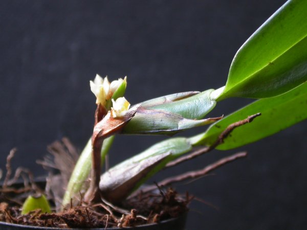 Maxillaria parviflora image