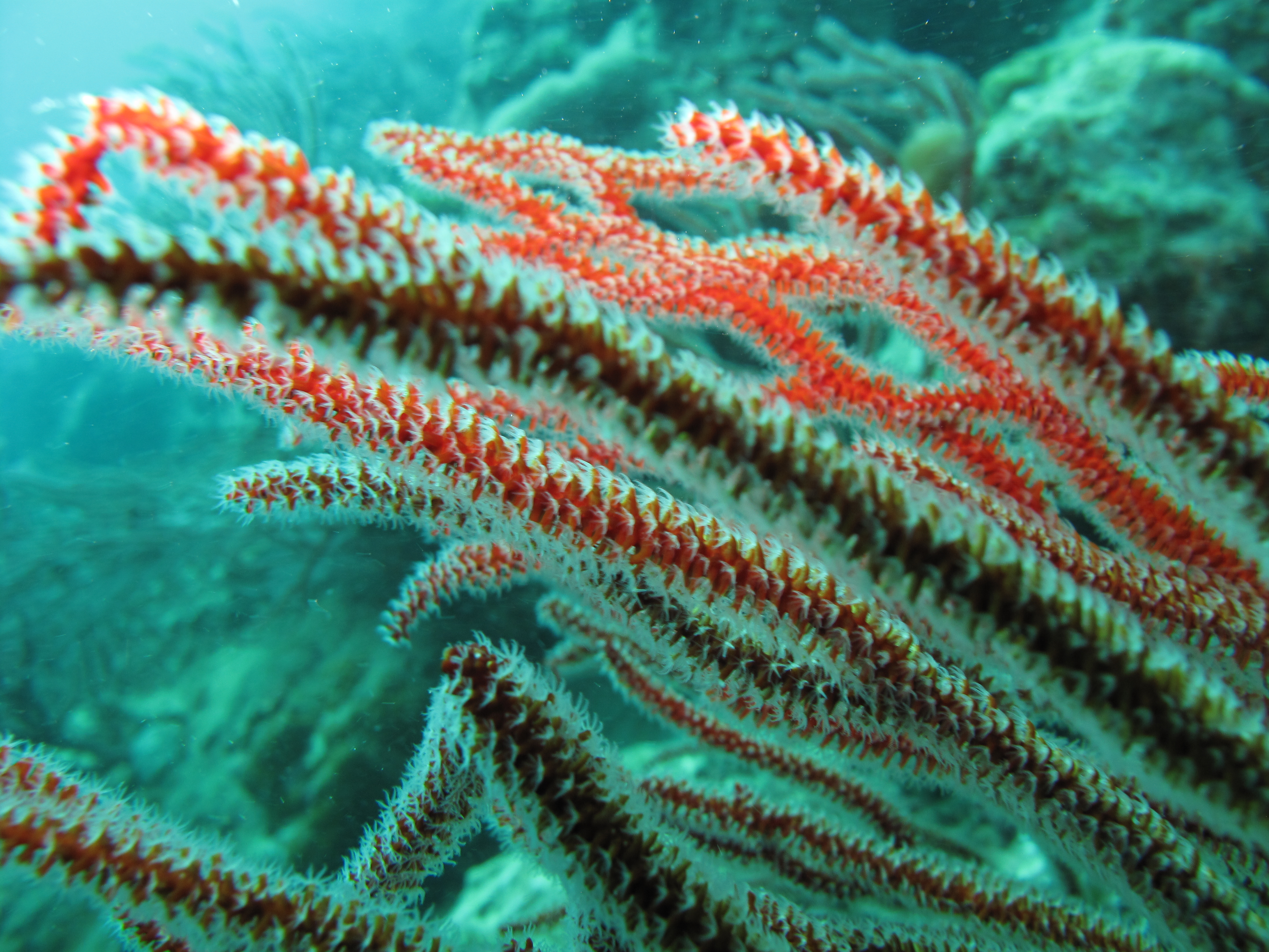 Coral Strands