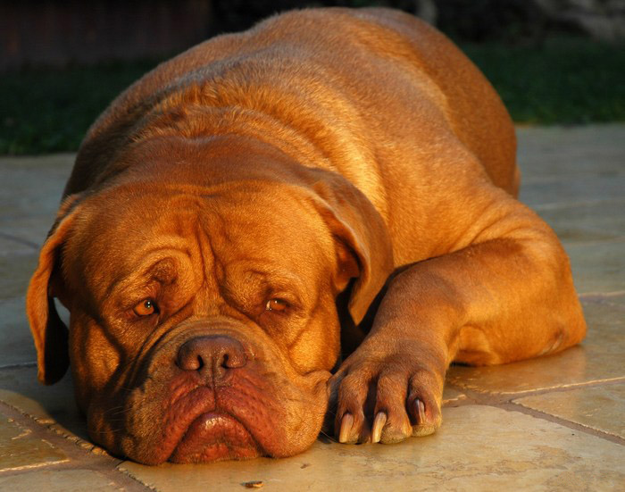 dogue de bordeaux. Fichier:Dogue de Bordeaux.jpg