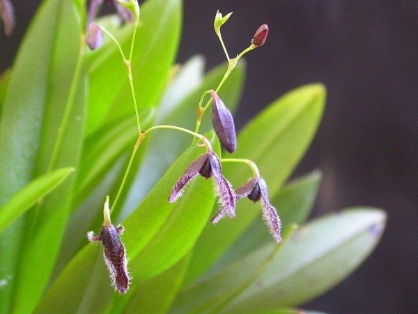 Pleurothallis flexuosa image