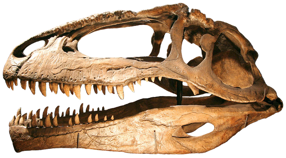 http://upload.wikimedia.org/wikipedia/commons/b/bd/Giganotosaurus.jpg