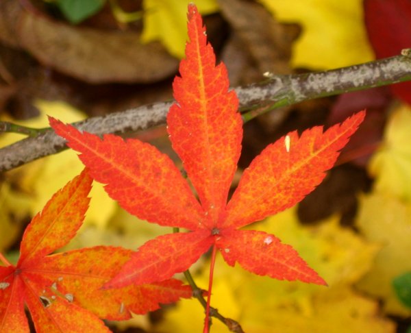 japanese maple tattoo. japanese maple tattoo.