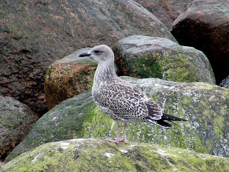 http://upload.wikimedia.org/wikipedia/commons/b/bd/Larus_argentatus3.jpg