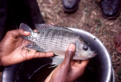 Tilápia (Oreochromis niloticus) pode ser sentinela no monitoramento ambiental (Foto: Wikipédia)