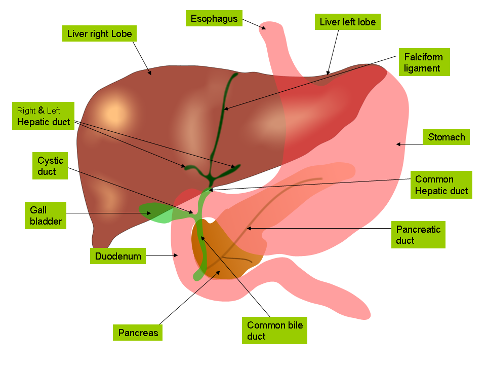 Liver and Biliary Tree