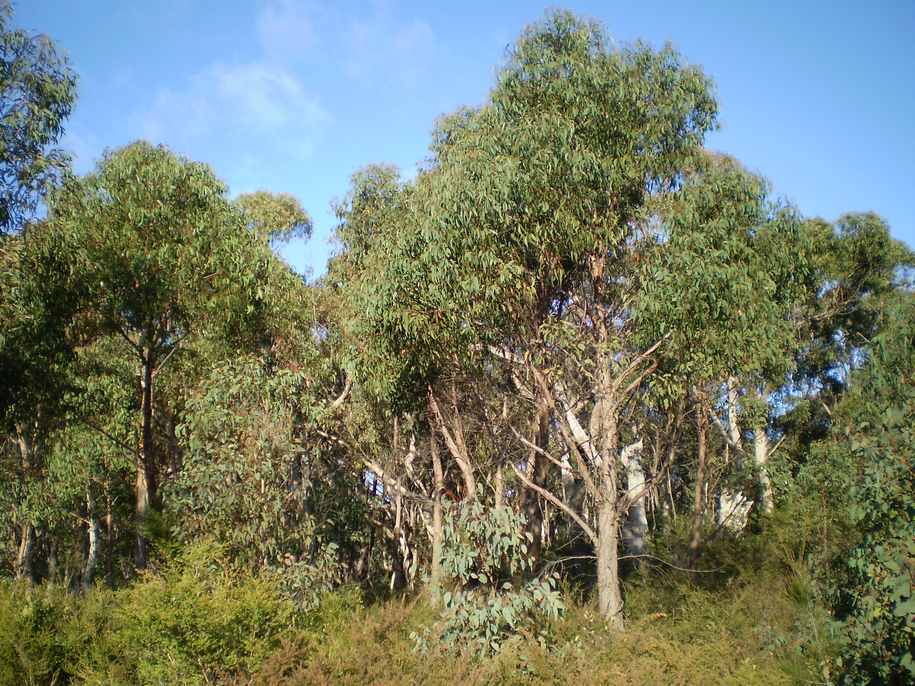 eucalyptus olida