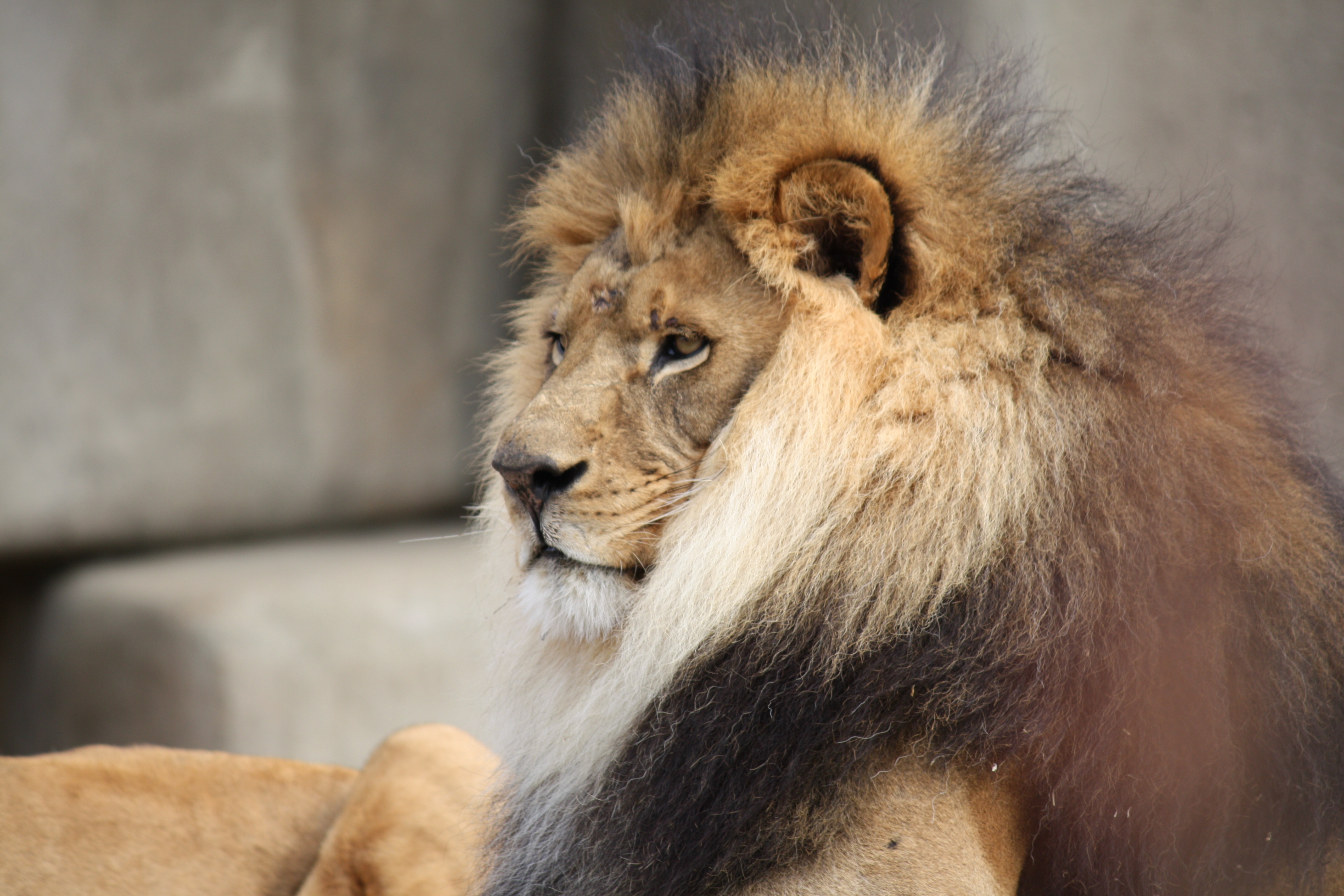 File:Male Lion 057.jpg - Wikimedia Commons