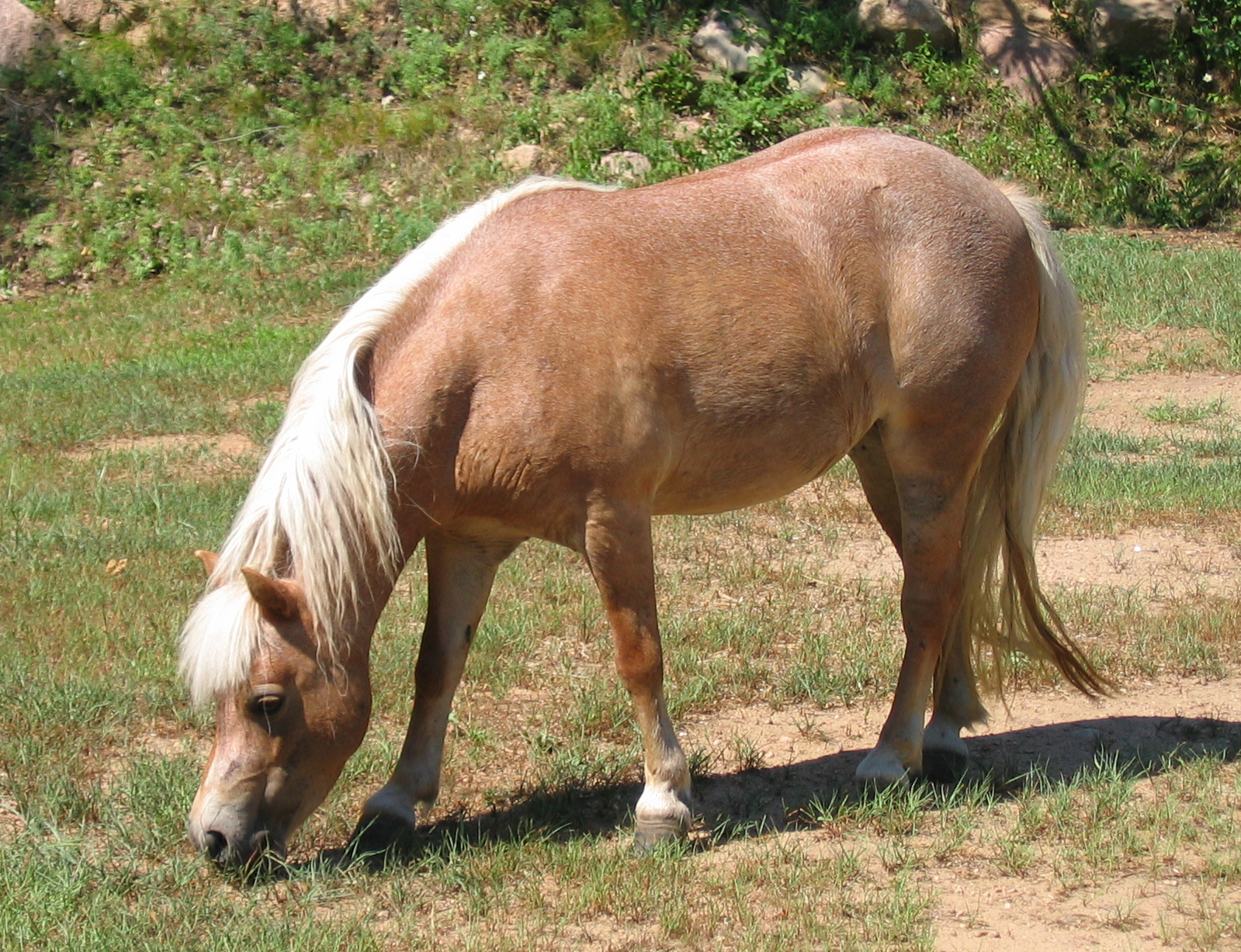 FileNova the miniature horse.jpg Wikimedia Commons