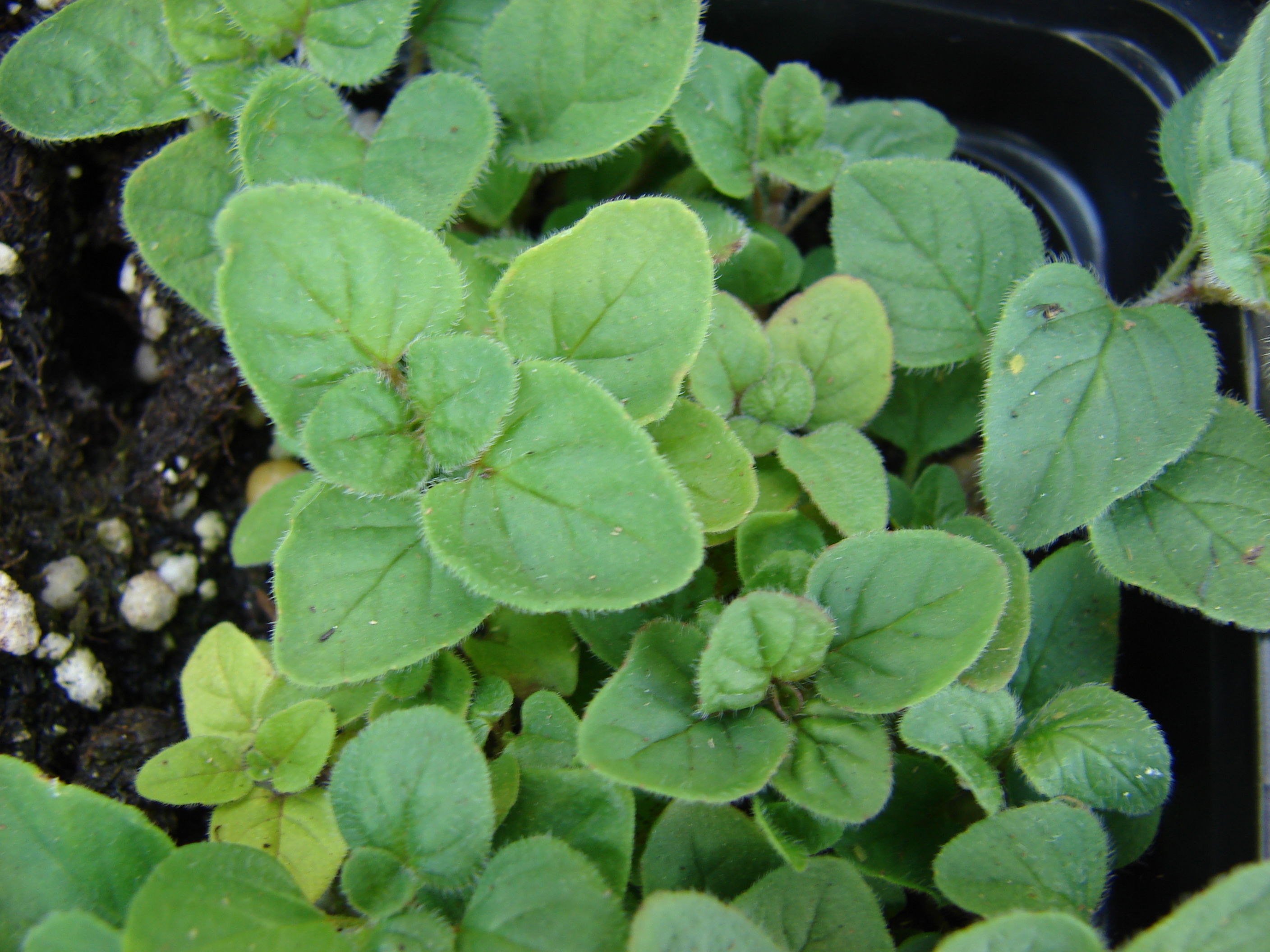 Starr 080117-2171 Origanum x majoricum.jpg