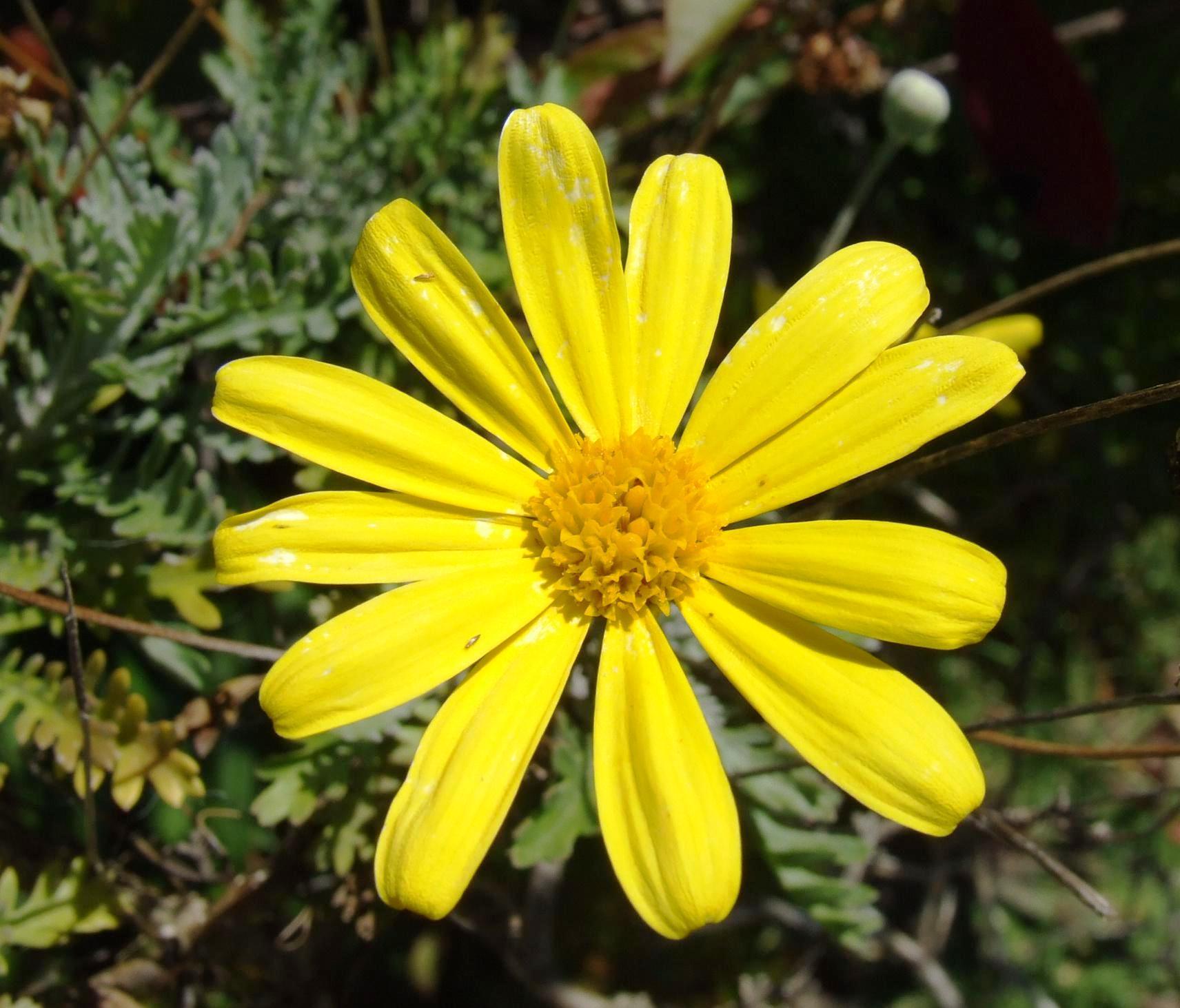 Yellow+daisies+pictures