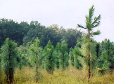 Young Pine Tree