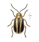 Amphelasma decoratum