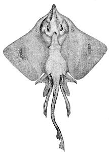 Dipturus laevis