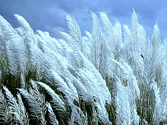 Kans grass (Saccharum spontaneum) 