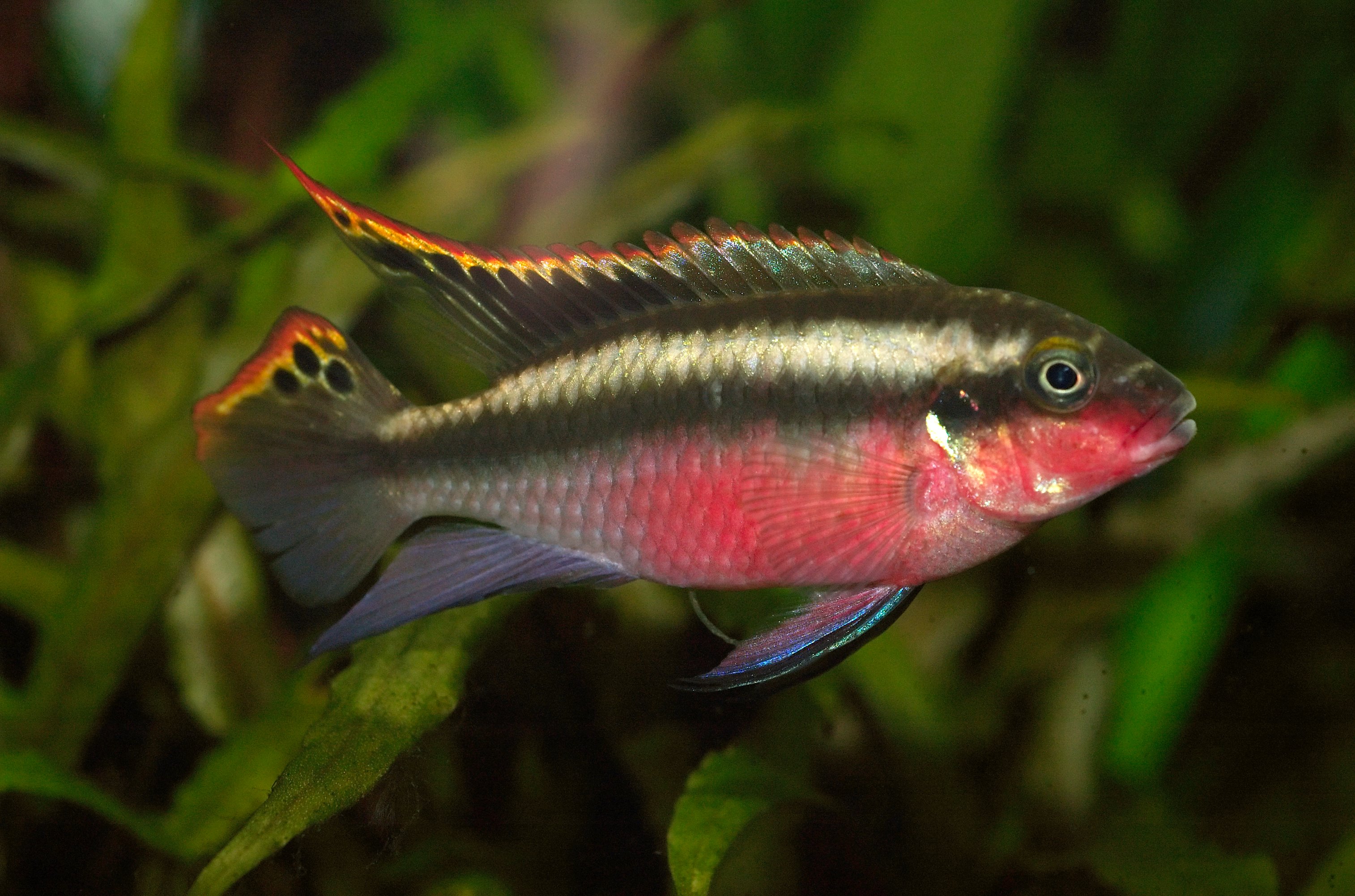 Pelvicachromis_pulcher_(male)_02.jpg