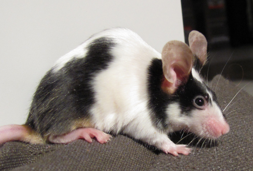 A Pet Mouse