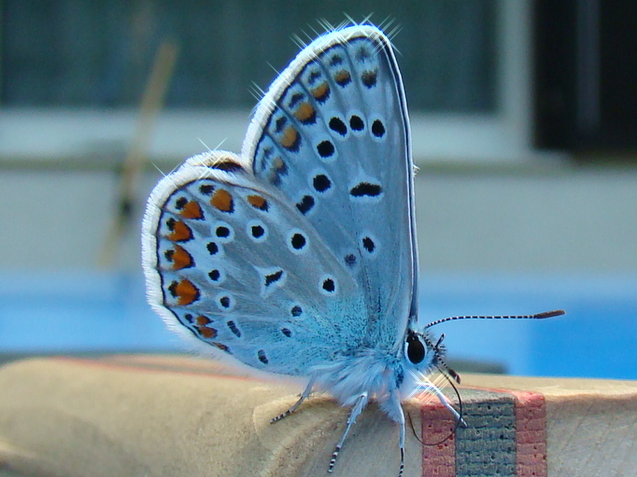 http://upload.wikimedia.org/wikipedia/commons/c/c0/Beautiful_butterfly.jpg?uselang=nl