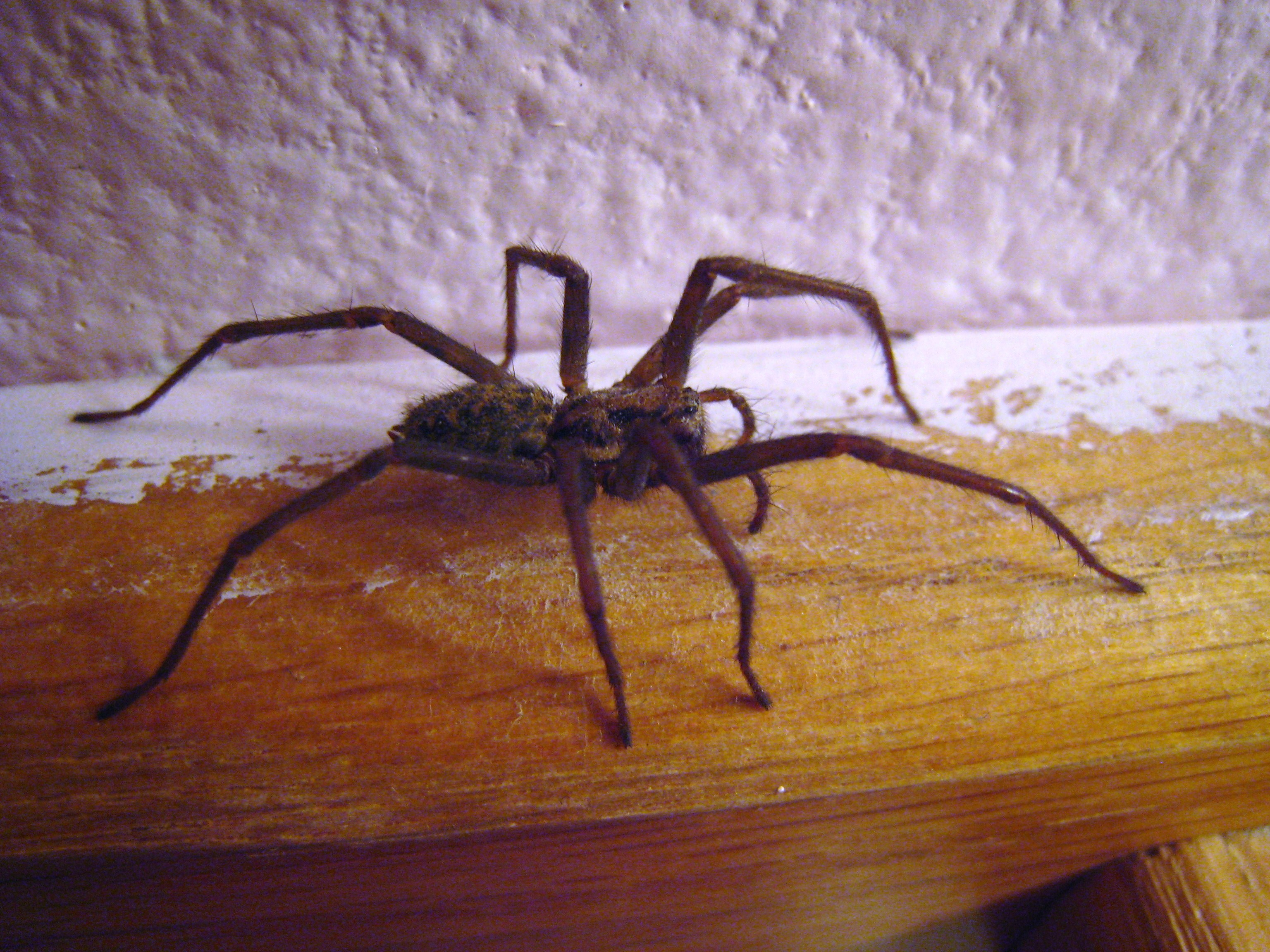 File:House spider side view 01.JPG - Wikimedia Commons