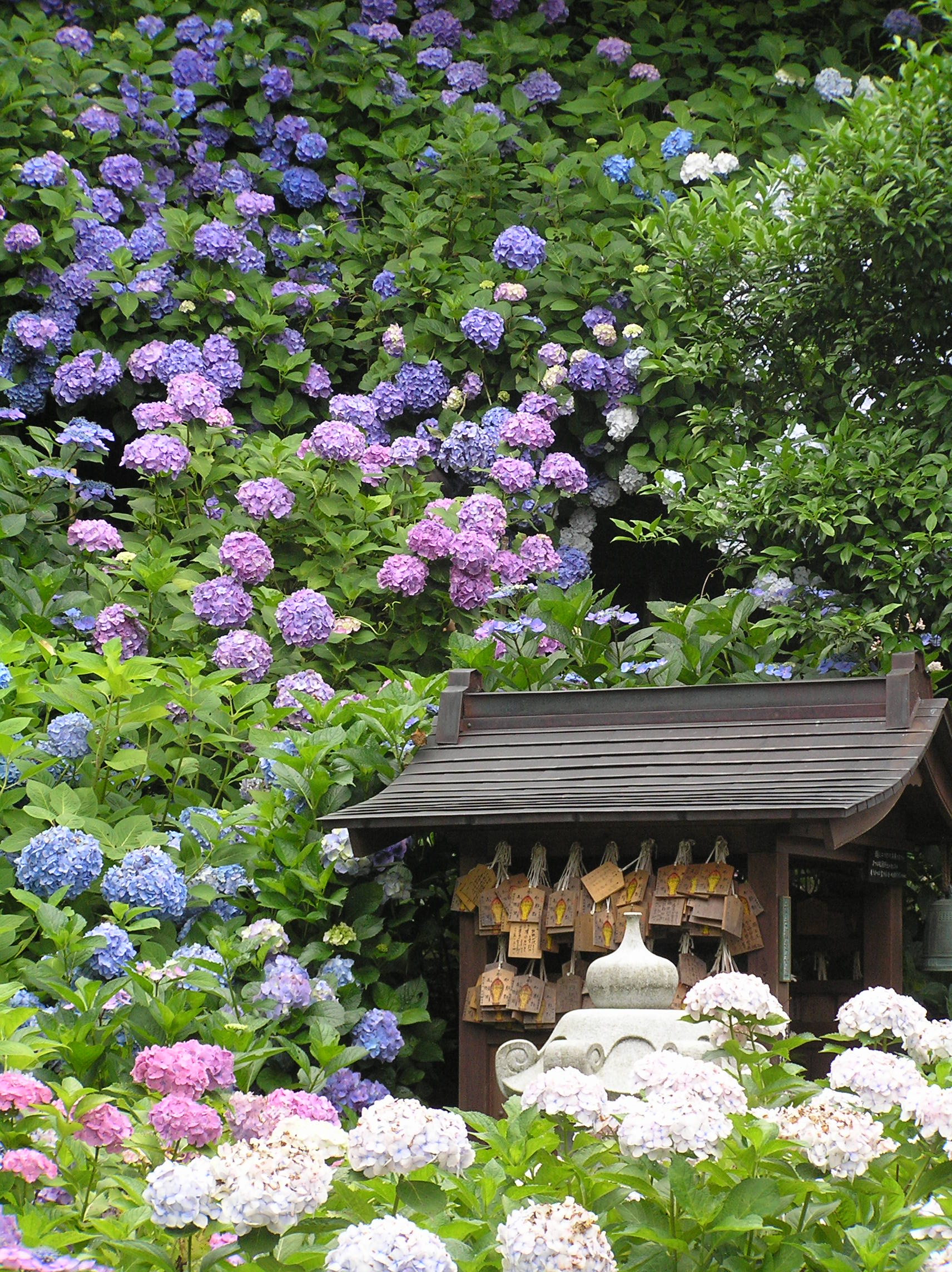 The Japan! Japan! Blog: Notsoknown Japan: Ajisai Matsuri Hydrangea 