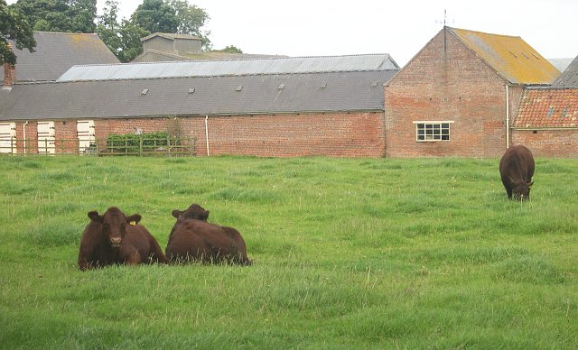 Сурет:Lincoln Red cattle at Ranby Grange - geograph.org.uk - 44366.jpg