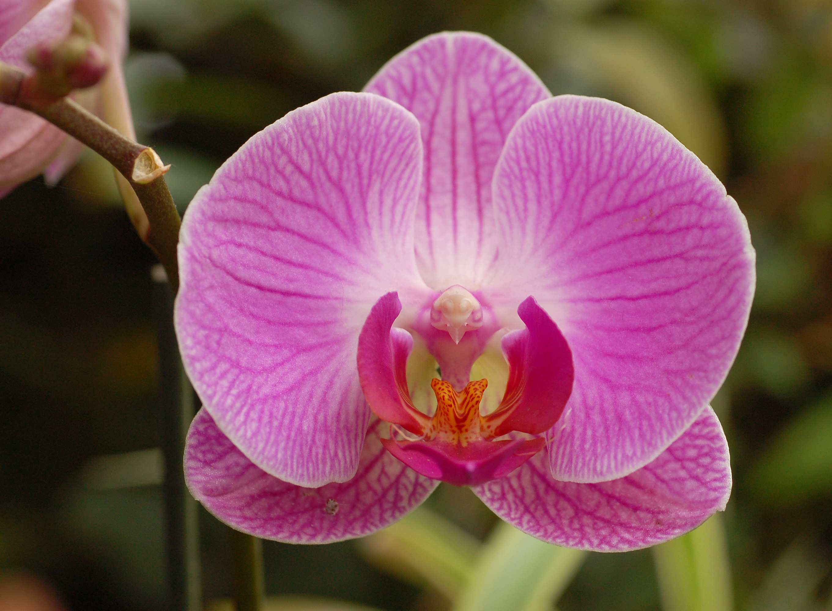 image of orchid