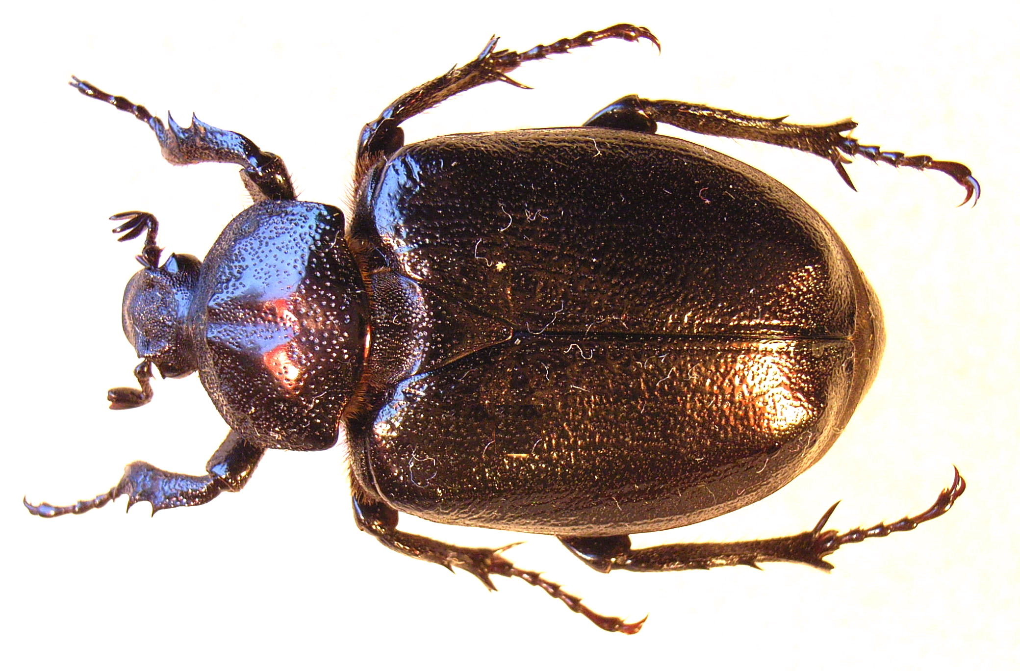 Female hermit beetle