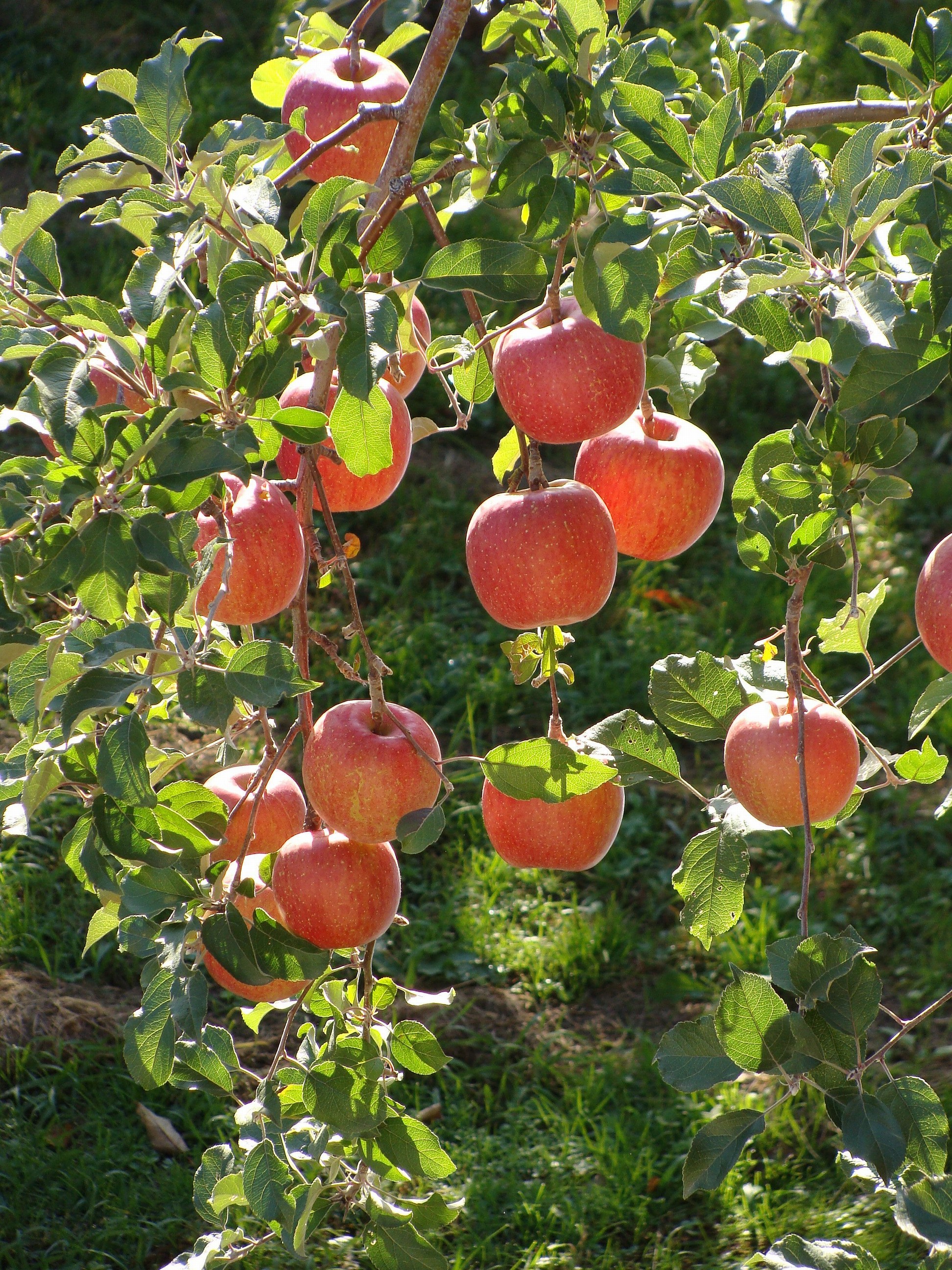 fuji apples malus pumila rosaceae domestica var file apple wikipedia tree fruit varieties trees japan