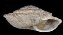 Xeroplexa setubalensis