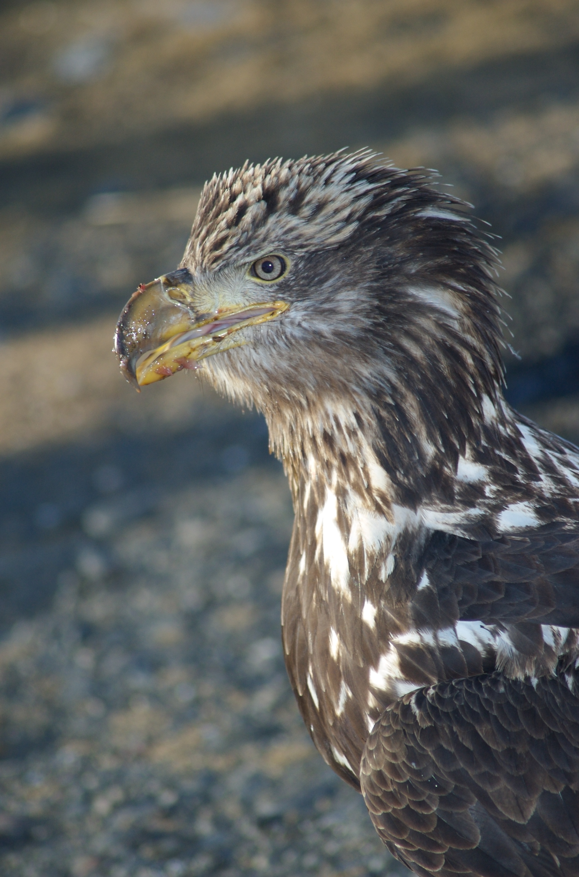 Bald_Eagle_Alaska_(11).jpg