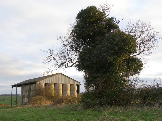 Ivy Covered Tree