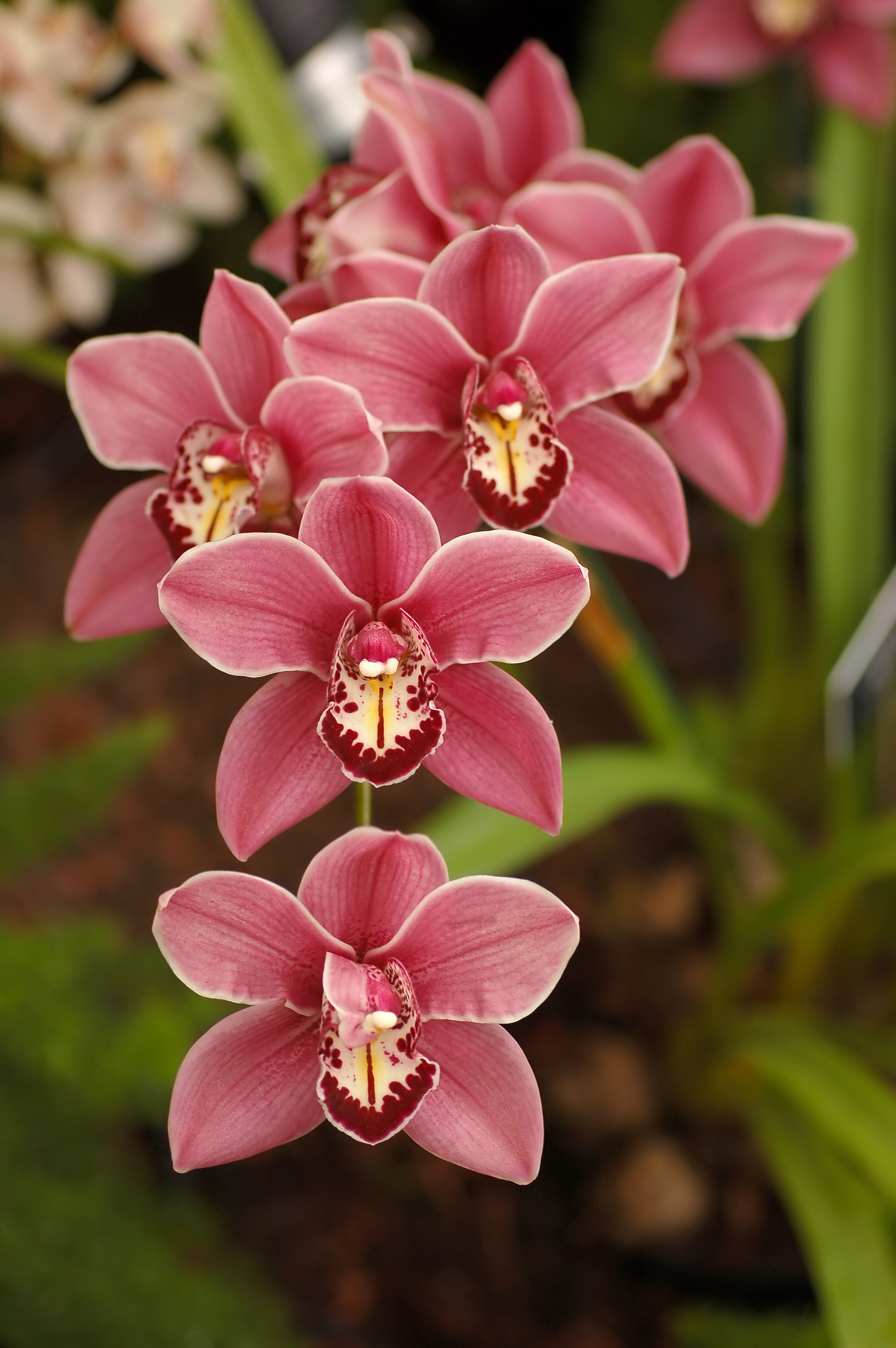 ملف:Cymbidium Clarisse Austin 'Best Pink' Flowers 2000px.JPG ...