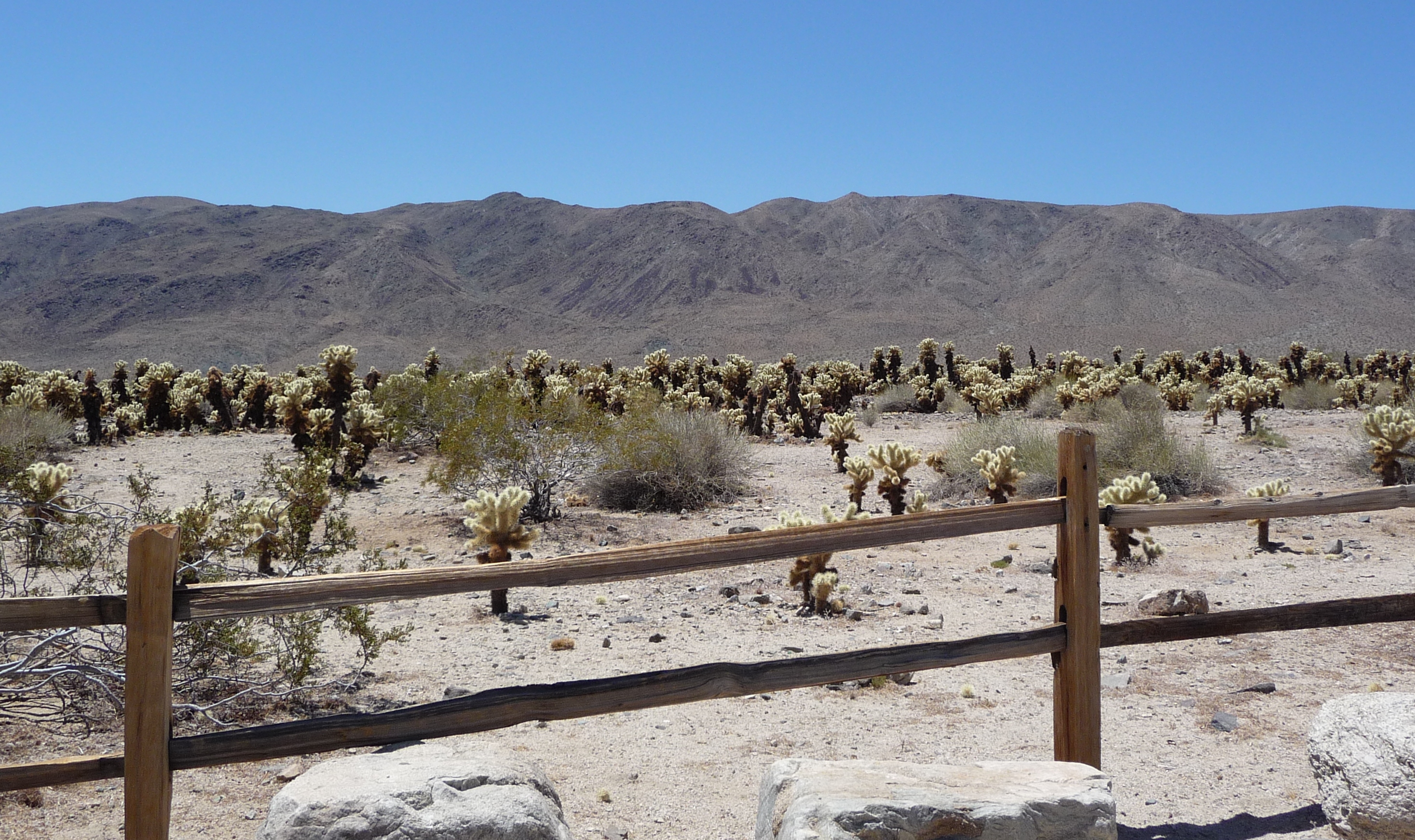 Cholla Cactus Garden